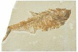 Fossil Fish (Diplomystus) - Green River Formation #224642-1